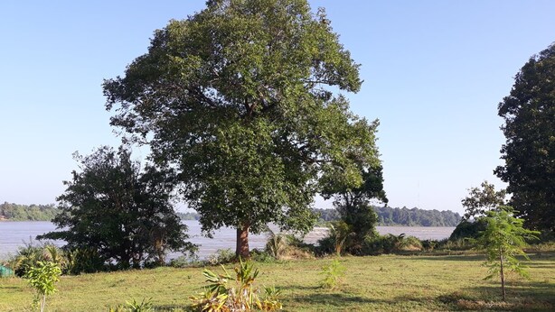 A grassy area with trees and a body of water. - Riverside Holiday Home at Sainam (Khan Rai)
