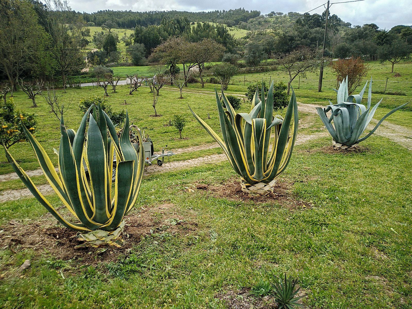 A rural landscape with a path leading through a field of agave plants.