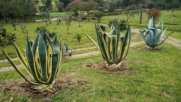 A rural landscape with a path leading through a field of agave plants.