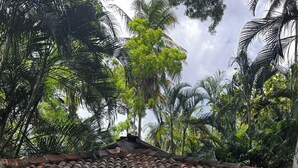 Una casita con techo de tejas, rodeada de abundante vegetación y una cerca blanca.