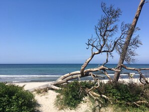 Ein Strand mit einem umgestürzten Baum, blauem Himmel und Blick auf den Ozean.