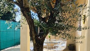Un albero con tronco robusto e fitta vegetazione in un cortile con pavimento piastrellato e un tavolo in vetro con sedie.
