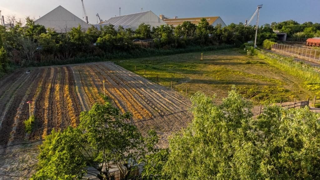 Ein Feld mit Kulturpflanzenreihen, ein eingezäunter Bereich und Industriegebäude im Hintergrund.