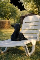 Un gatto nero seduto su una sedia di plastica bianca all'aperto.