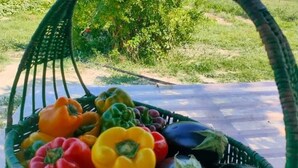 Phòng đôi tiện nghi đơn giản, quang cảnh vườn | Thức ăn và đồ uống