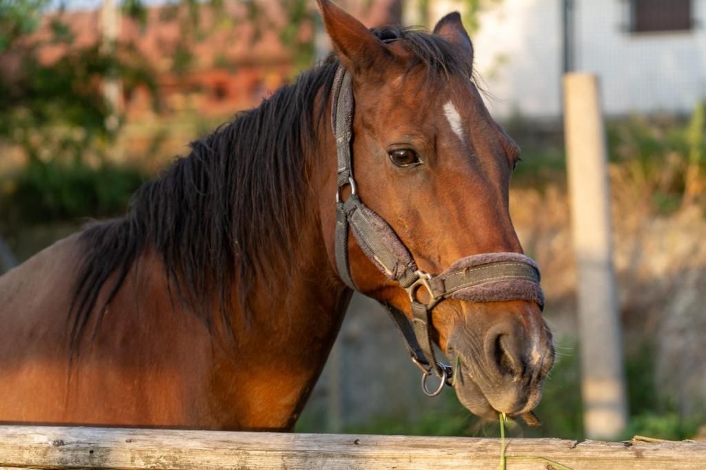 A horse with a halter, standing behind a wooden fence.