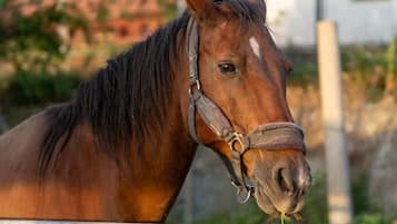 A horse with a halter, standing behind a wooden fence.