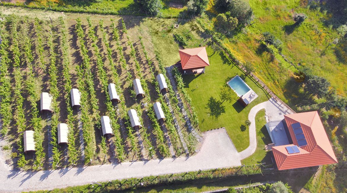 An aerial view of a vineyard with rows of grapevines, a swimming pool, and a building with a red roof.