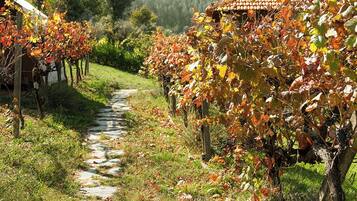 A vineyard path with grapevines and a building with a tiled roof.