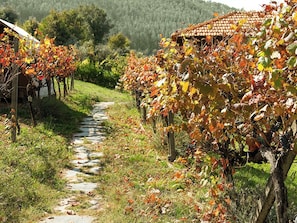 A vineyard path with grapevines and a building with a tiled roof.