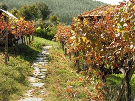 Un sendero entre viñedos, con parras y un edificio con tejado de baldosas.