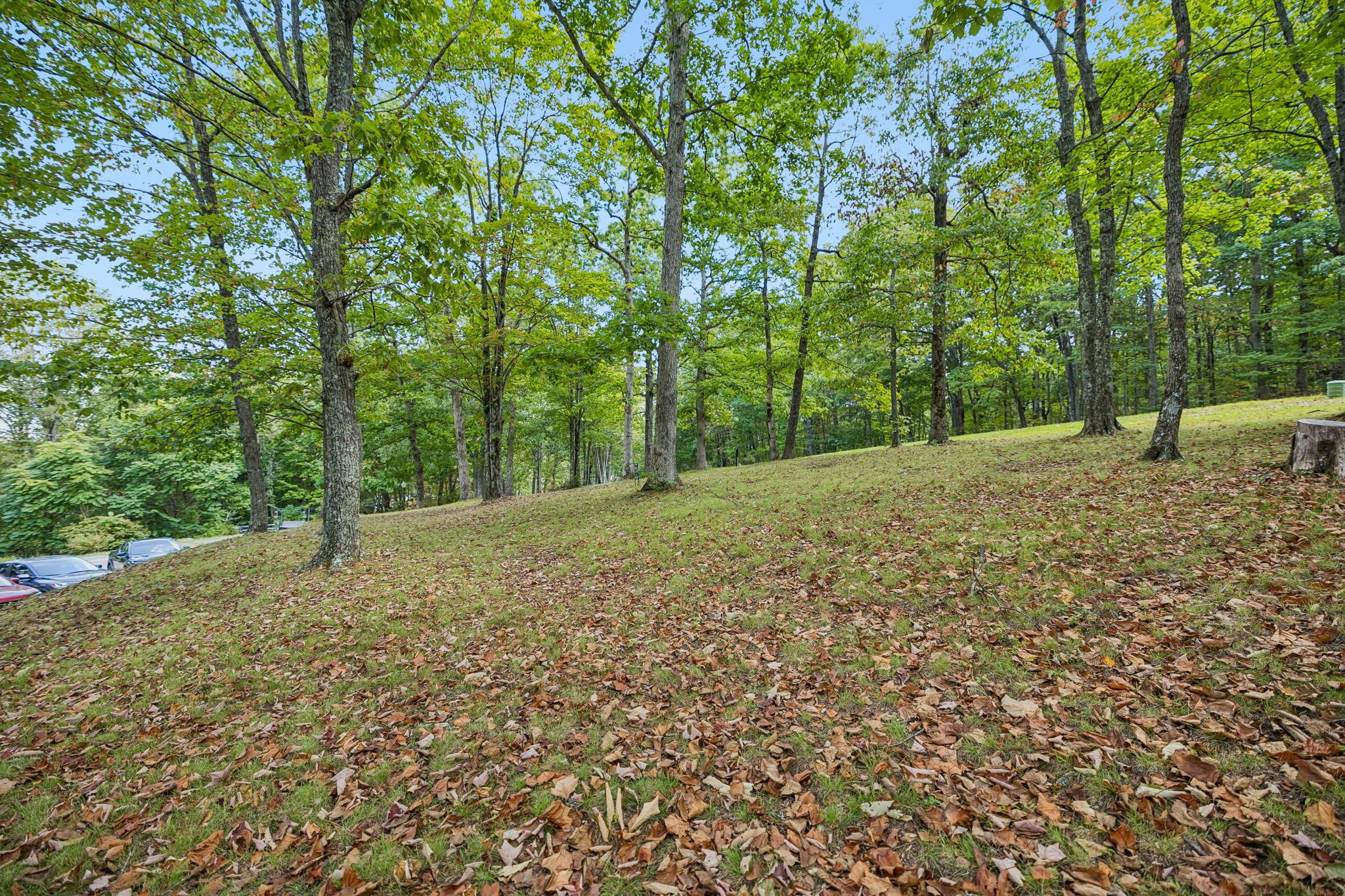 A forested area with a grassy slope covered in fallen leaves.