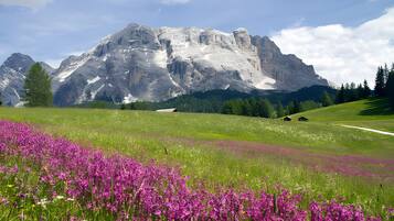 Un paisaje montañoso con un campo de flores púrpuras en primer plano y una gran montaña al fondo.