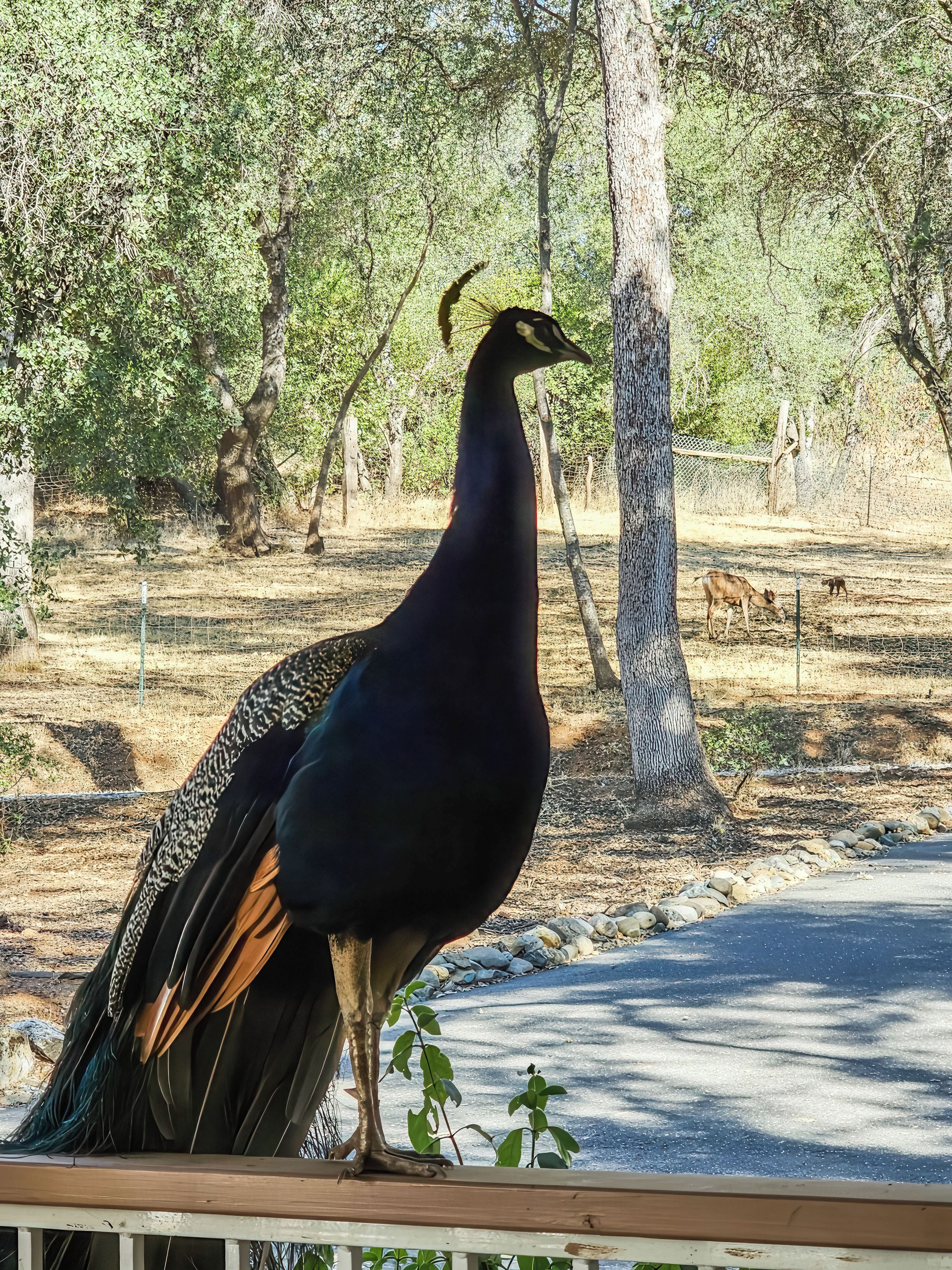A bird standing on a wooden deck with trees in the background.