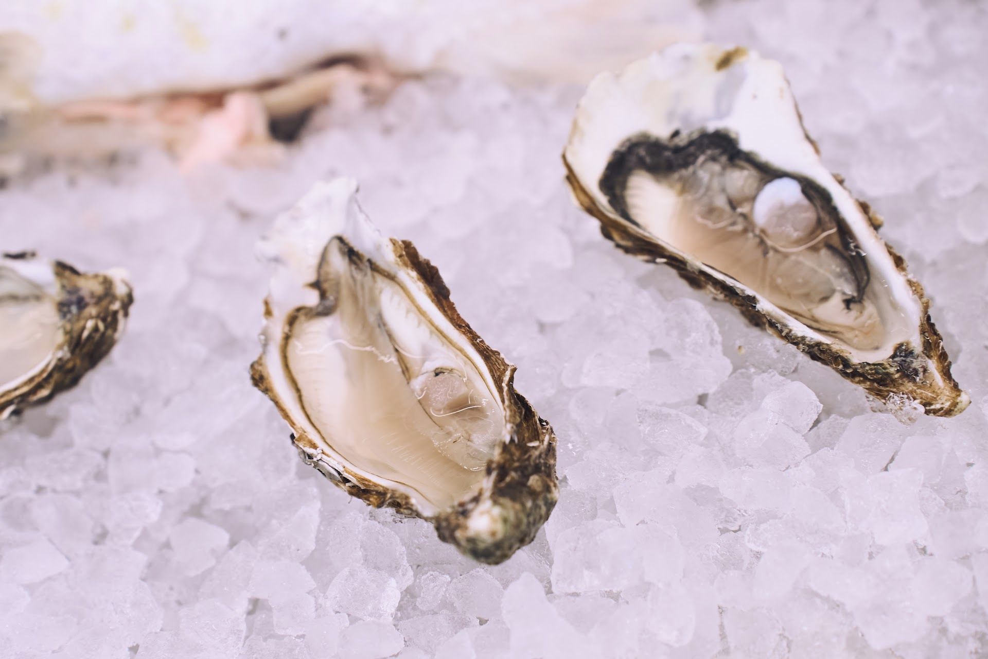 Oysters on ice.