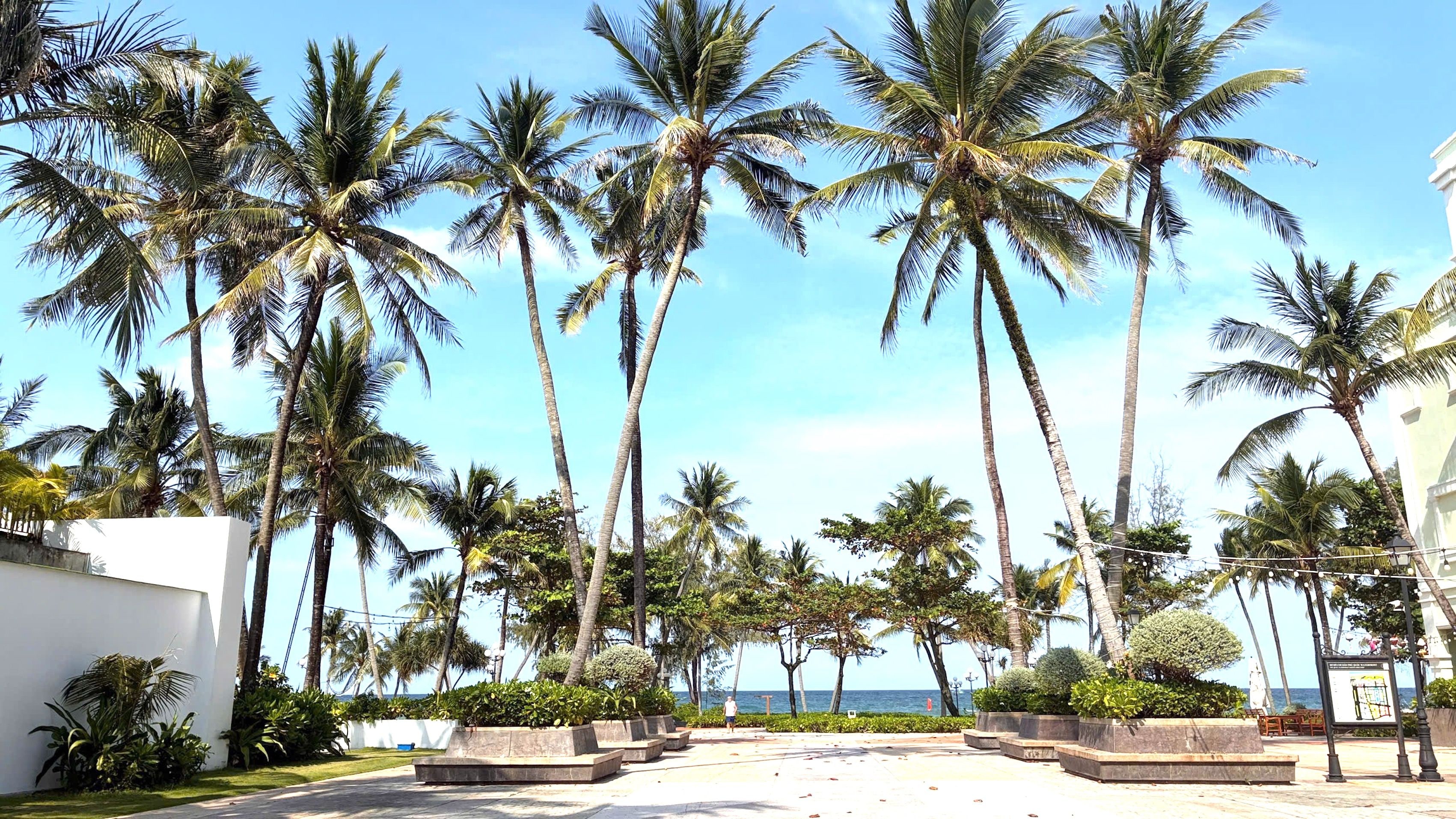 Un paseo marítimo con palmeras, un camino pavimentado y vistas al mar.