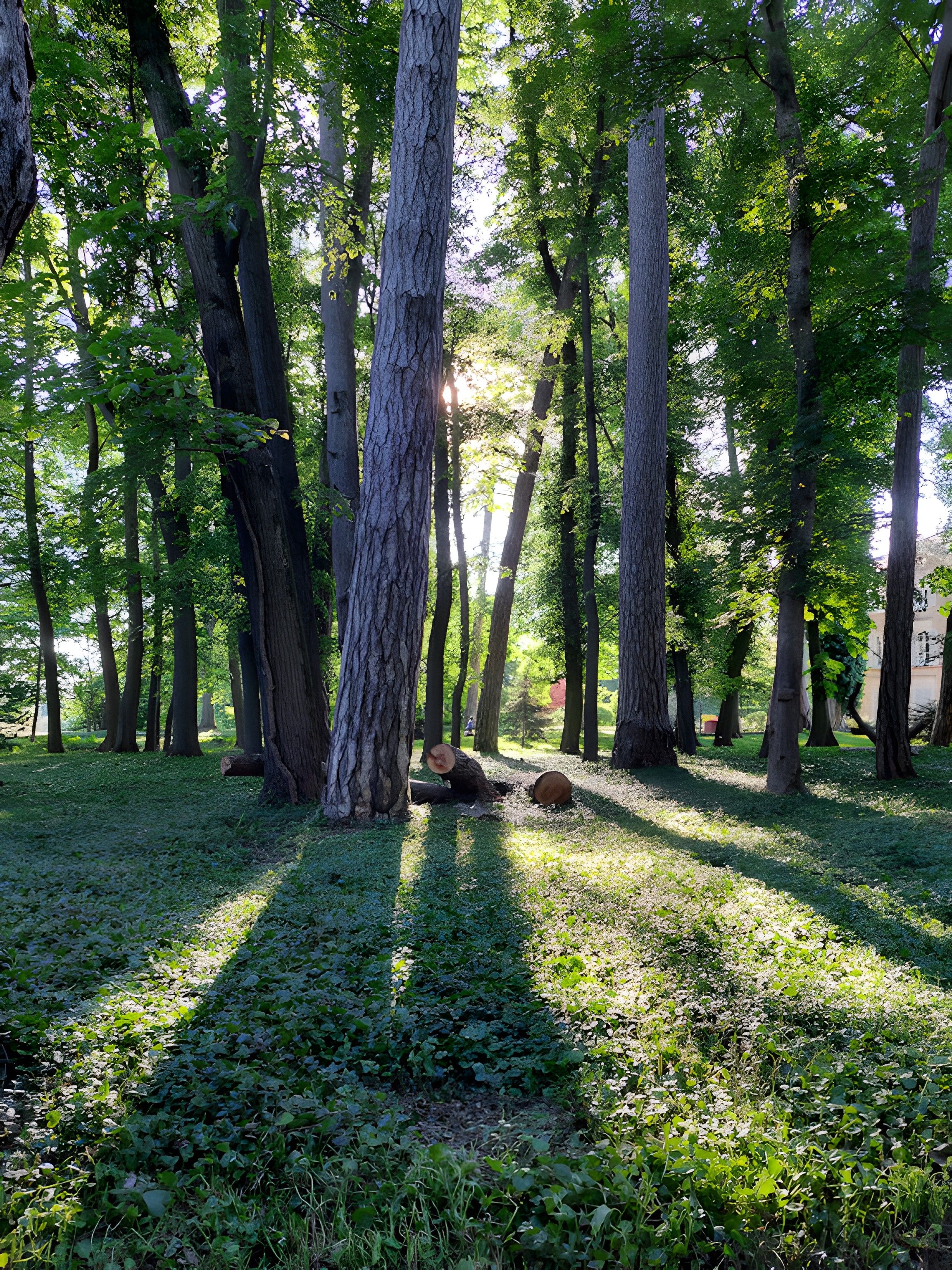 Une zone boisée avec de grands arbres et un sol recouvert d’herbe.