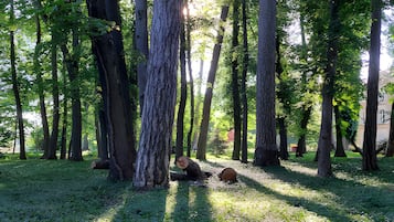 Une zone boisée avec de grands arbres et un sol recouvert d’herbe.