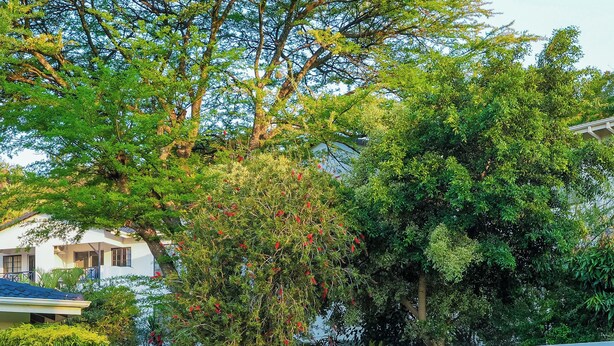Una piscina circondata da vegetazione lussureggiante e un edificio bianco.