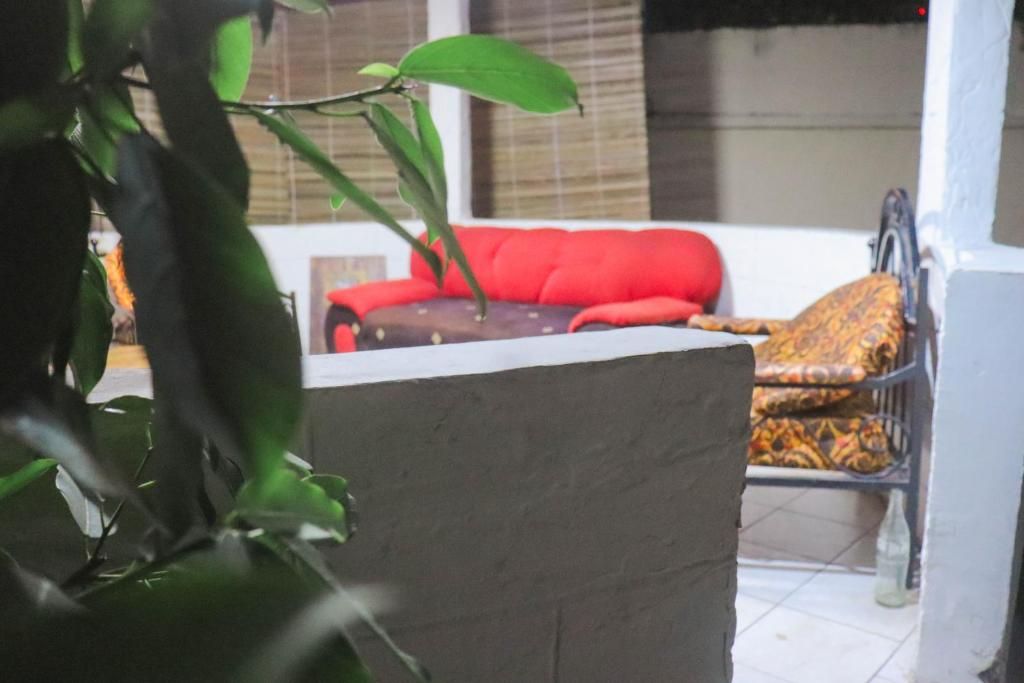 Une pièce avec un canapé rouge, un fauteuil à motifs et une plante en pot au premier plan.
