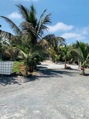 A gravel pathway flanked by palm trees and a white building with a grid pattern.