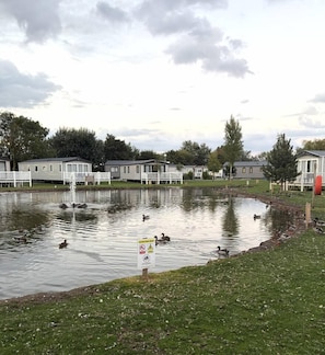 A pond with ducks, surrounded by a grassy area and white buildings.