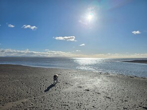 A beach with a dog, clear sky, and sunlight reflecting on the water. - Sandy Toes (Annan)