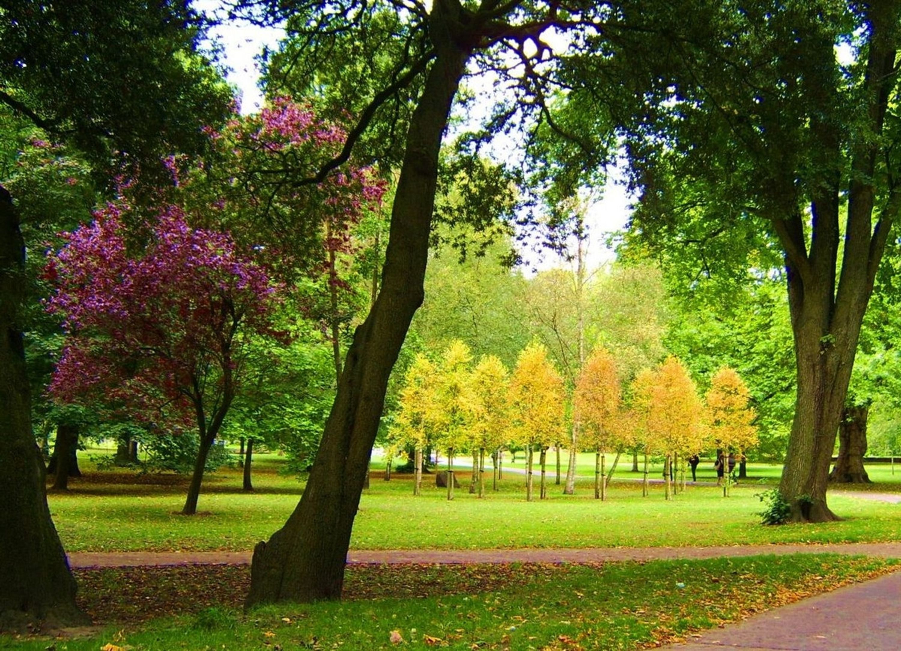 Un parc avec des arbres, un sentier et de l’herbe.