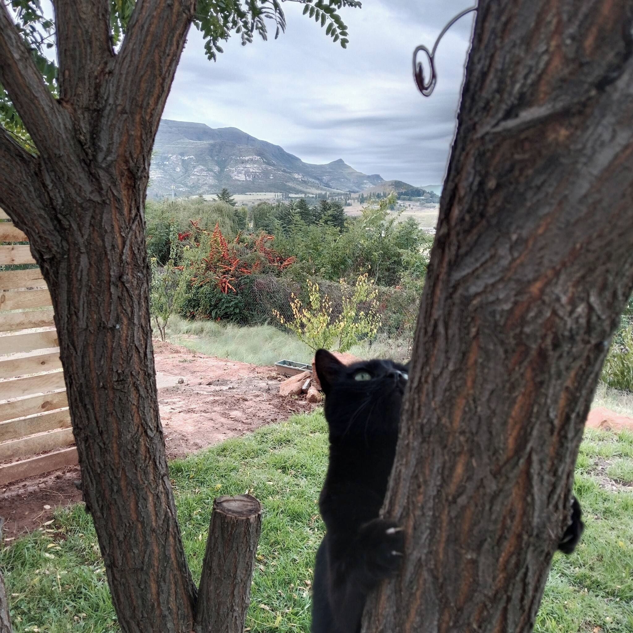 A black cat climbing a tree trunk.