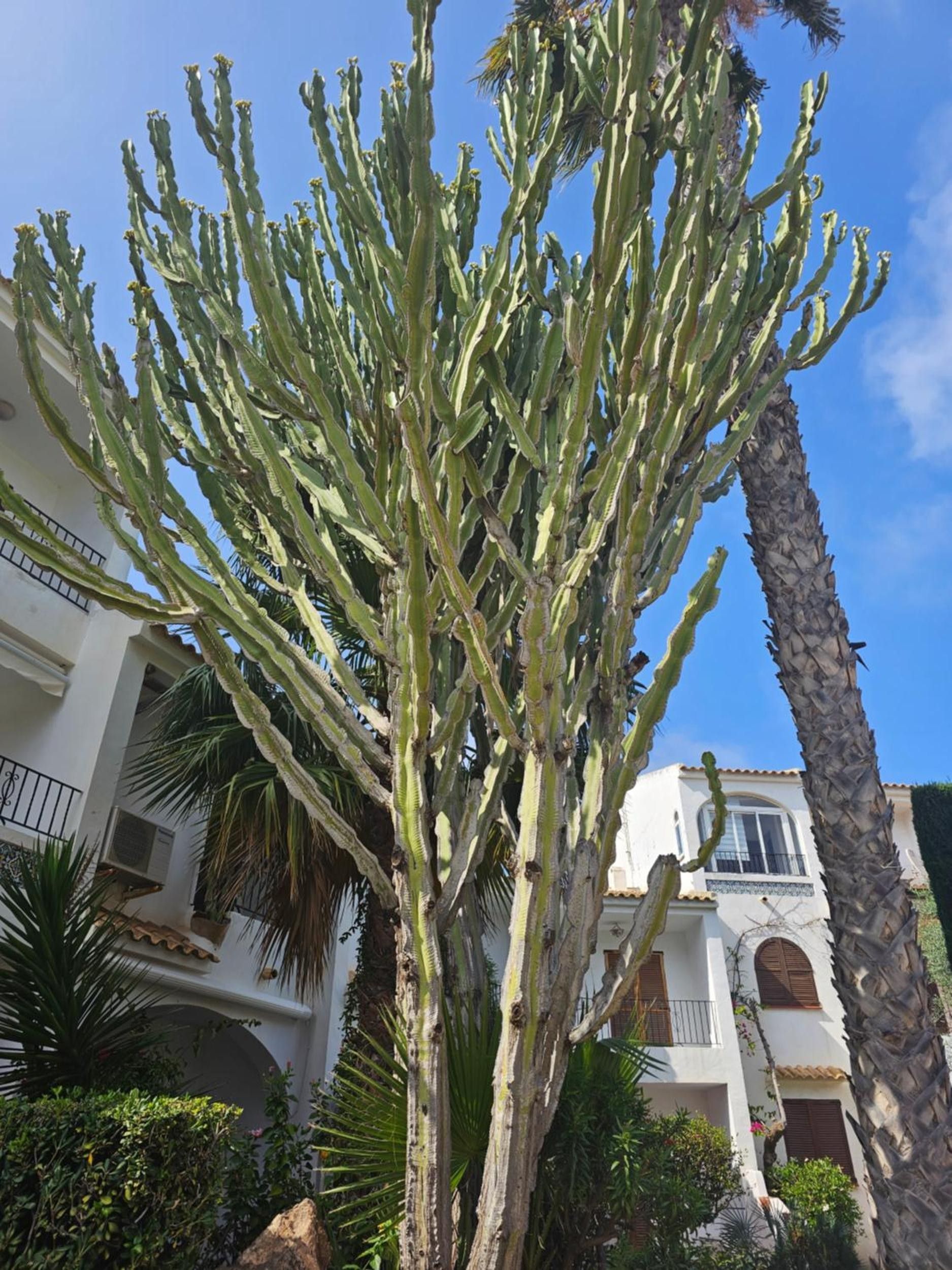 Un edificio con patio que incluye un cactus grande y una palmera.