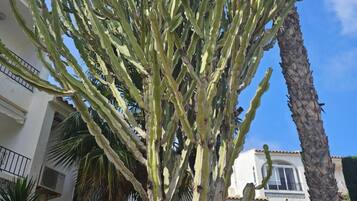 Un edificio con patio que incluye un cactus grande y una palmera.