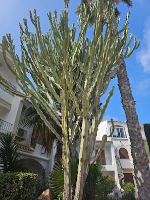 Un edificio con patio que incluye un cactus grande y una palmera.