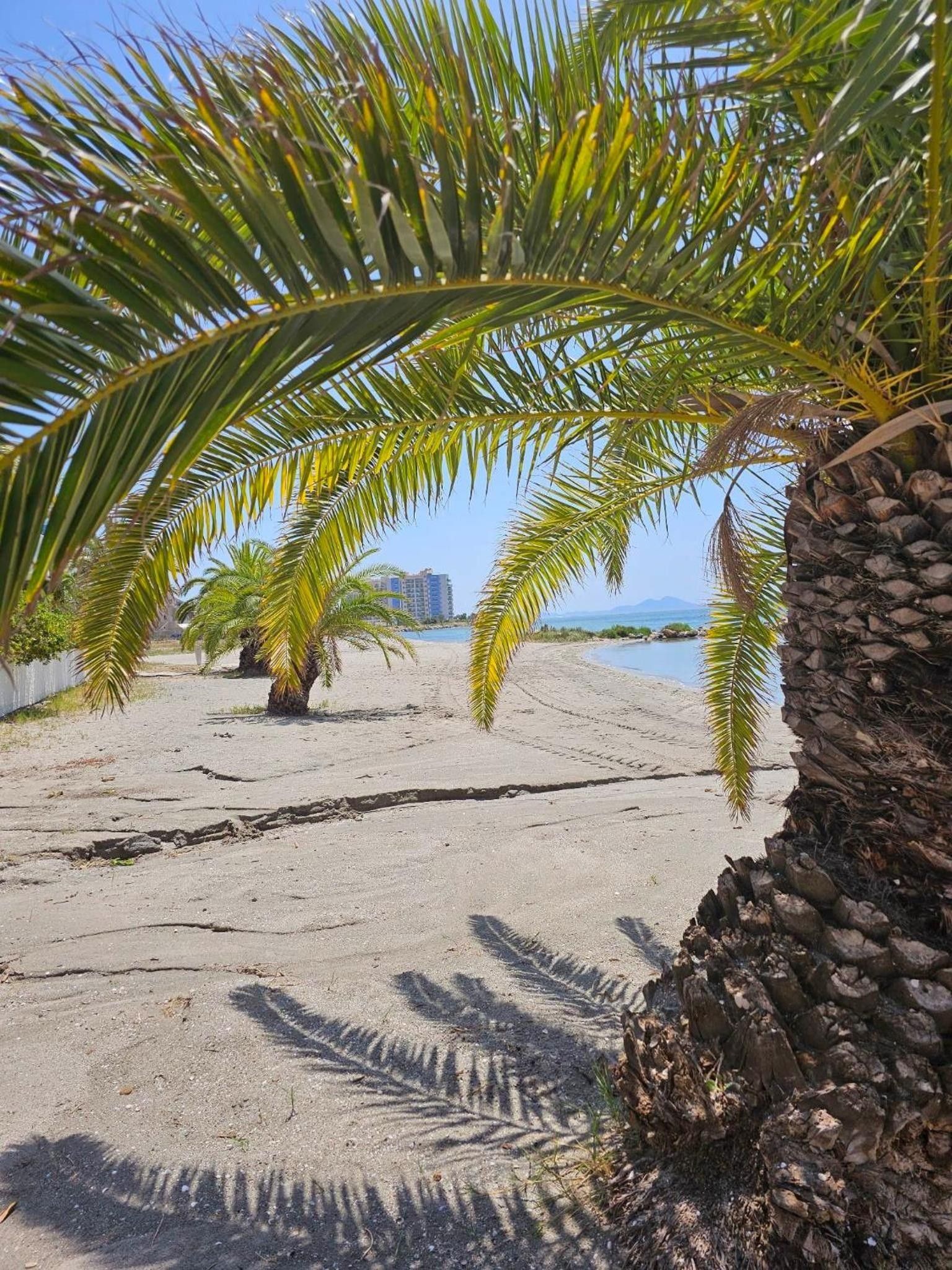 A sandy beach with palm trees and a clear view of the ocean.