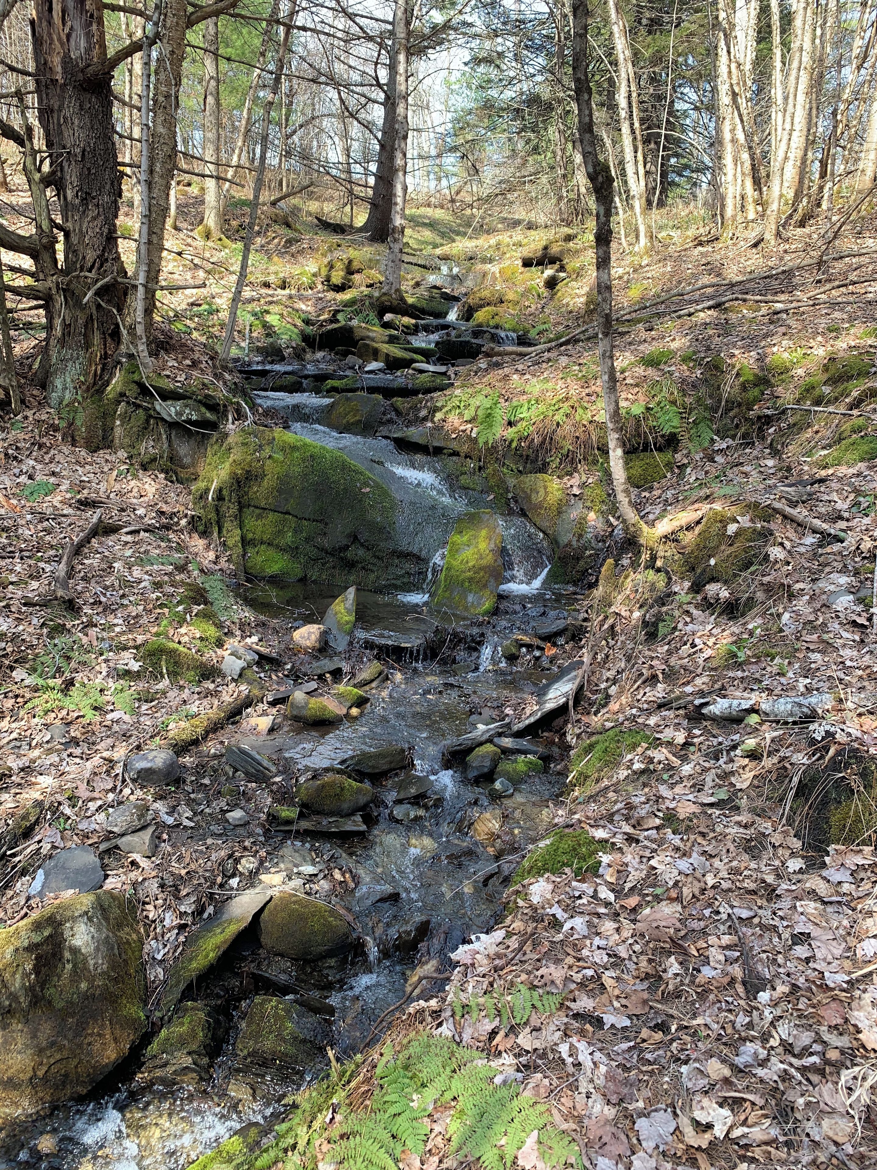 A forest stream with rocks and ferns.