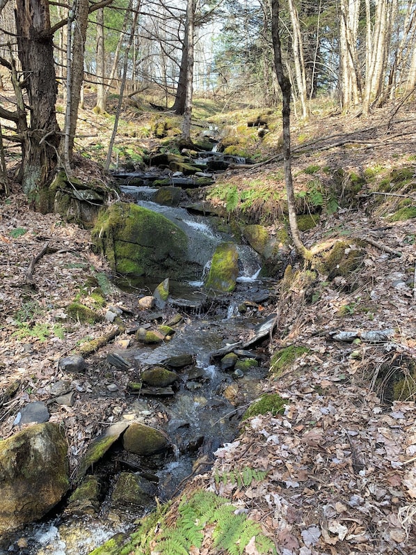 A forest stream with rocks and ferns.