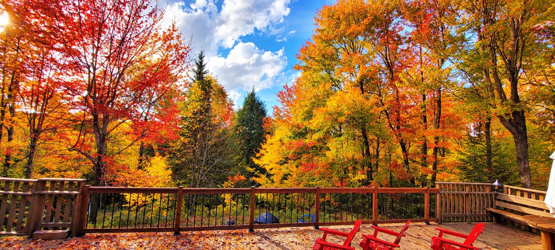 Une terrasse en bois dotée d’une rambarde, entourée d’arbres aux feuilles d’automne.