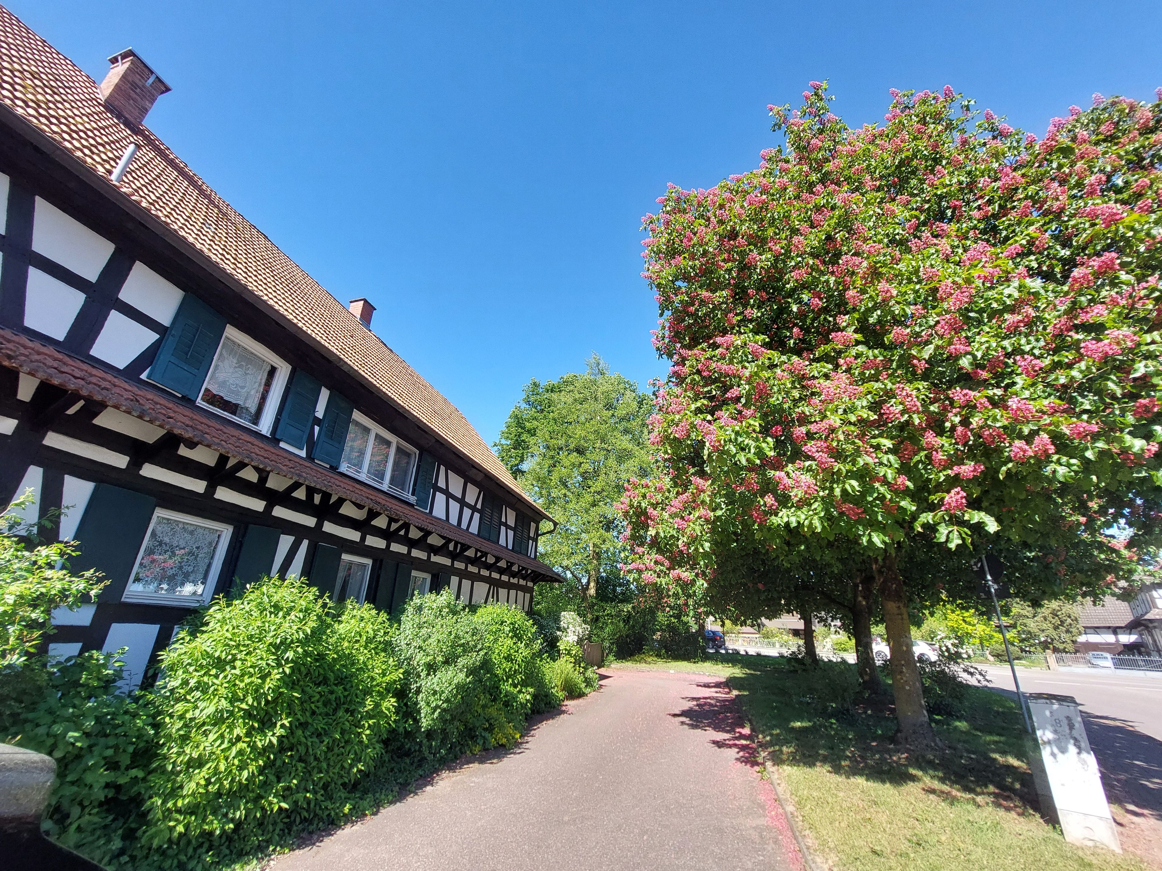 Ein traditionelles Fachwerkhäuschen mit einem gepflasterten Weg, umgeben von üppigem Grün und einem blühenden Baum.