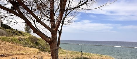 A bench under a tree by a coastal path with a view of the sea.
