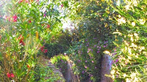 Escadaria de pedra cercada por vegetação exuberante e plantas floridas.