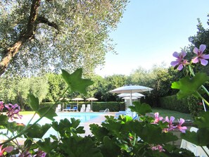 A swimming pool with lounge chairs and umbrellas, surrounded by greenery and trees.