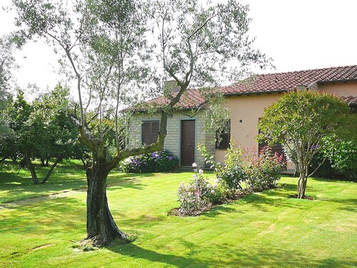 Montecasciano Mimosa