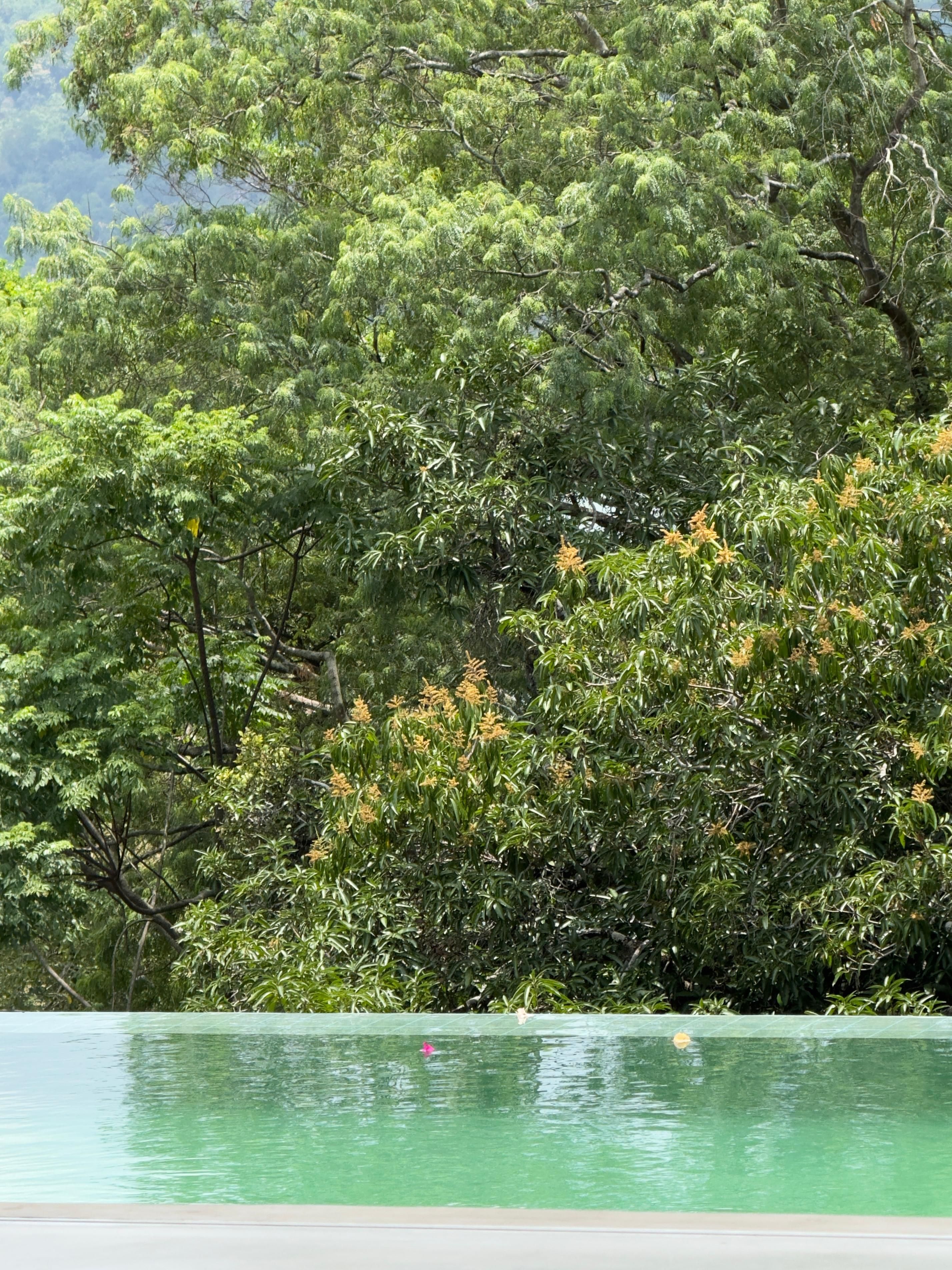 A swimming pool surrounded by dense green foliage.
