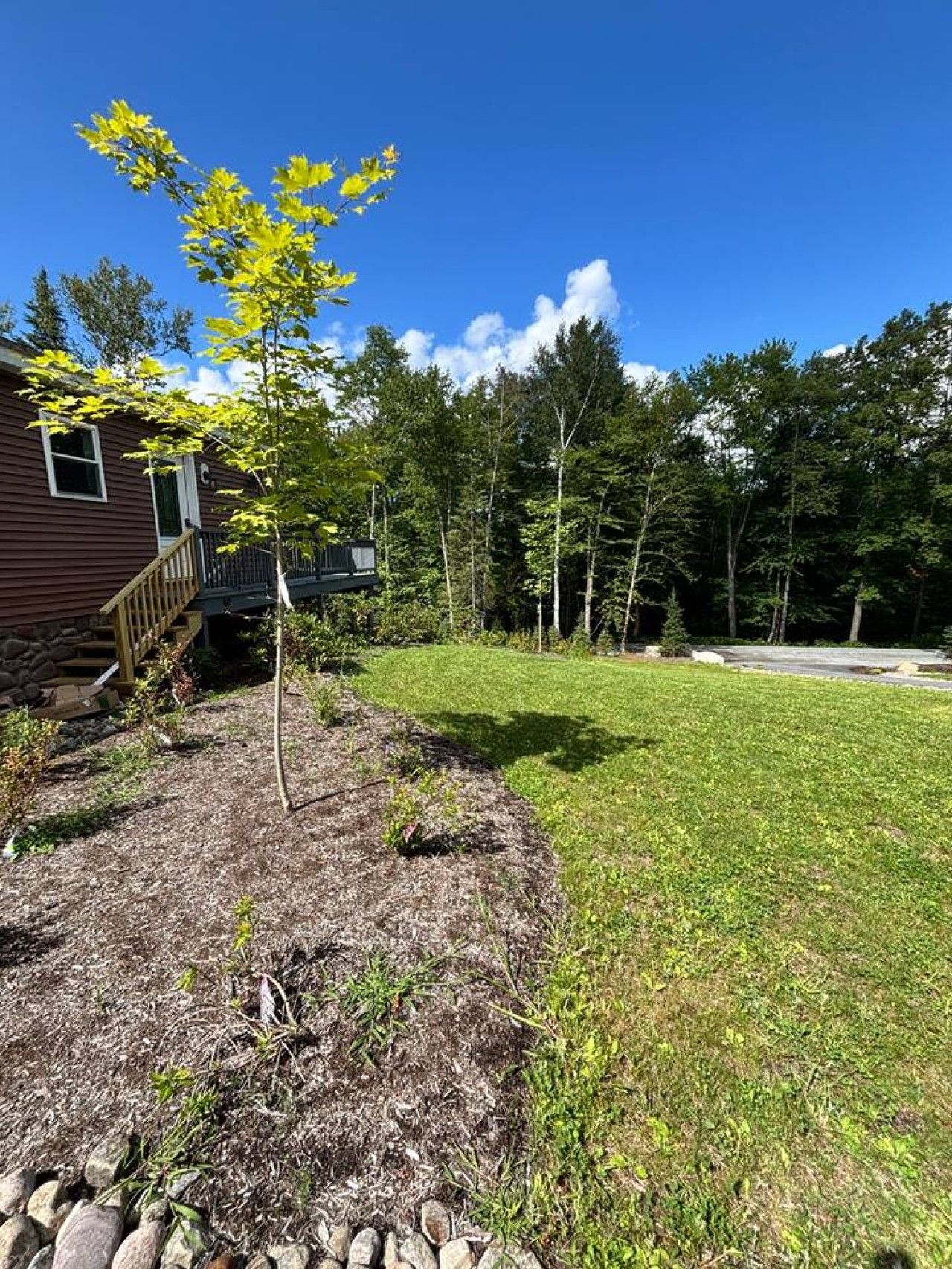 A residential property with a wooden deck, a small tree, and a well-maintained lawn.