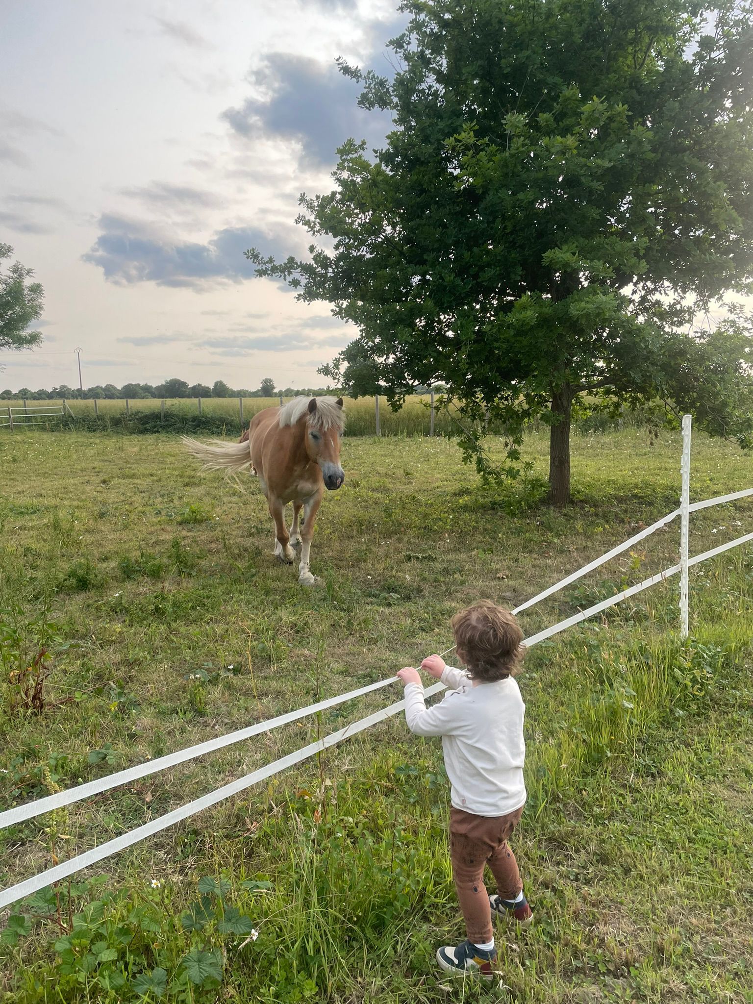 A child interacting with a horse near a tree in a grassy field.