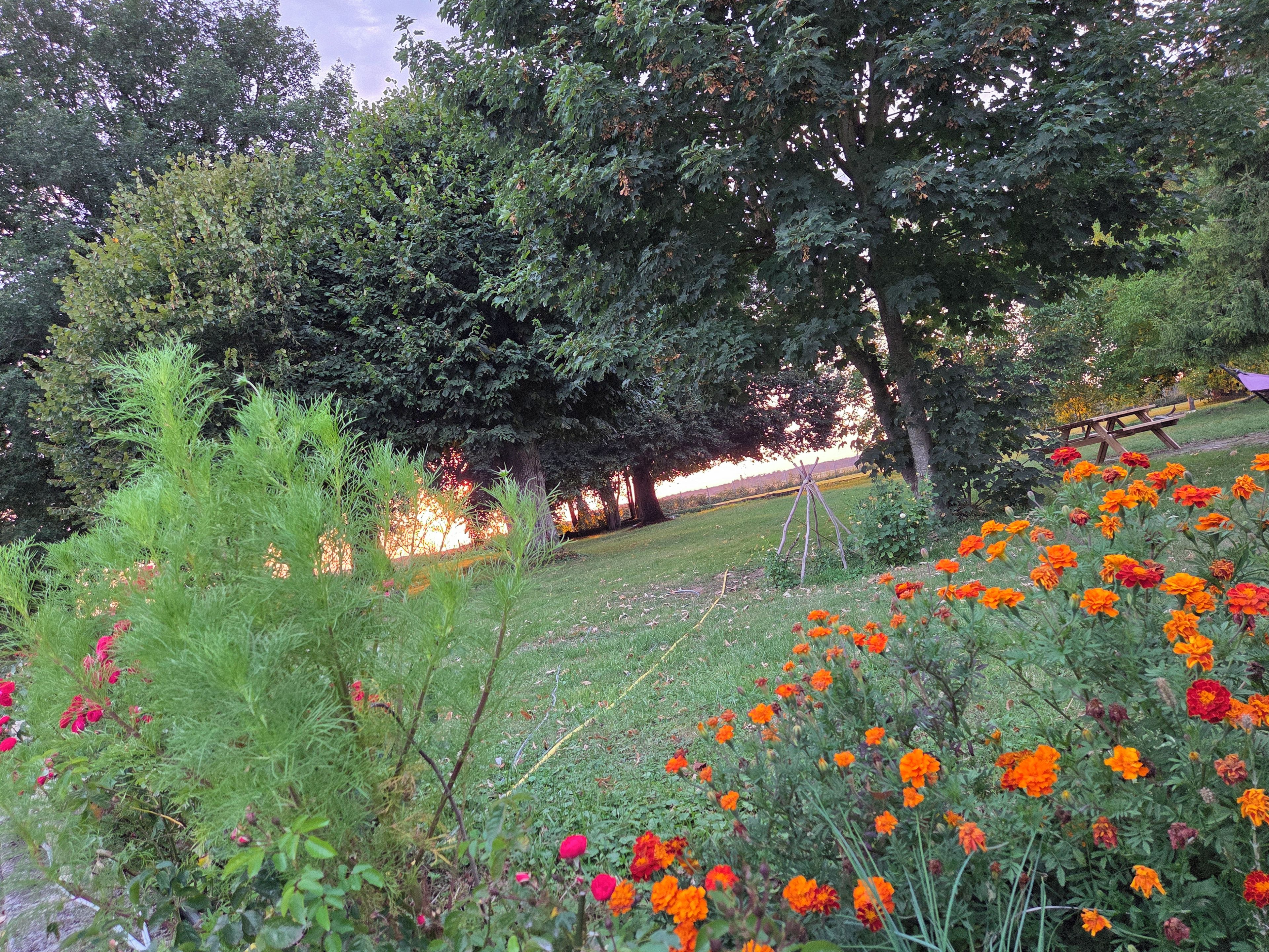 A garden with various plants and flowers, a wooden bench, and a picnic table.