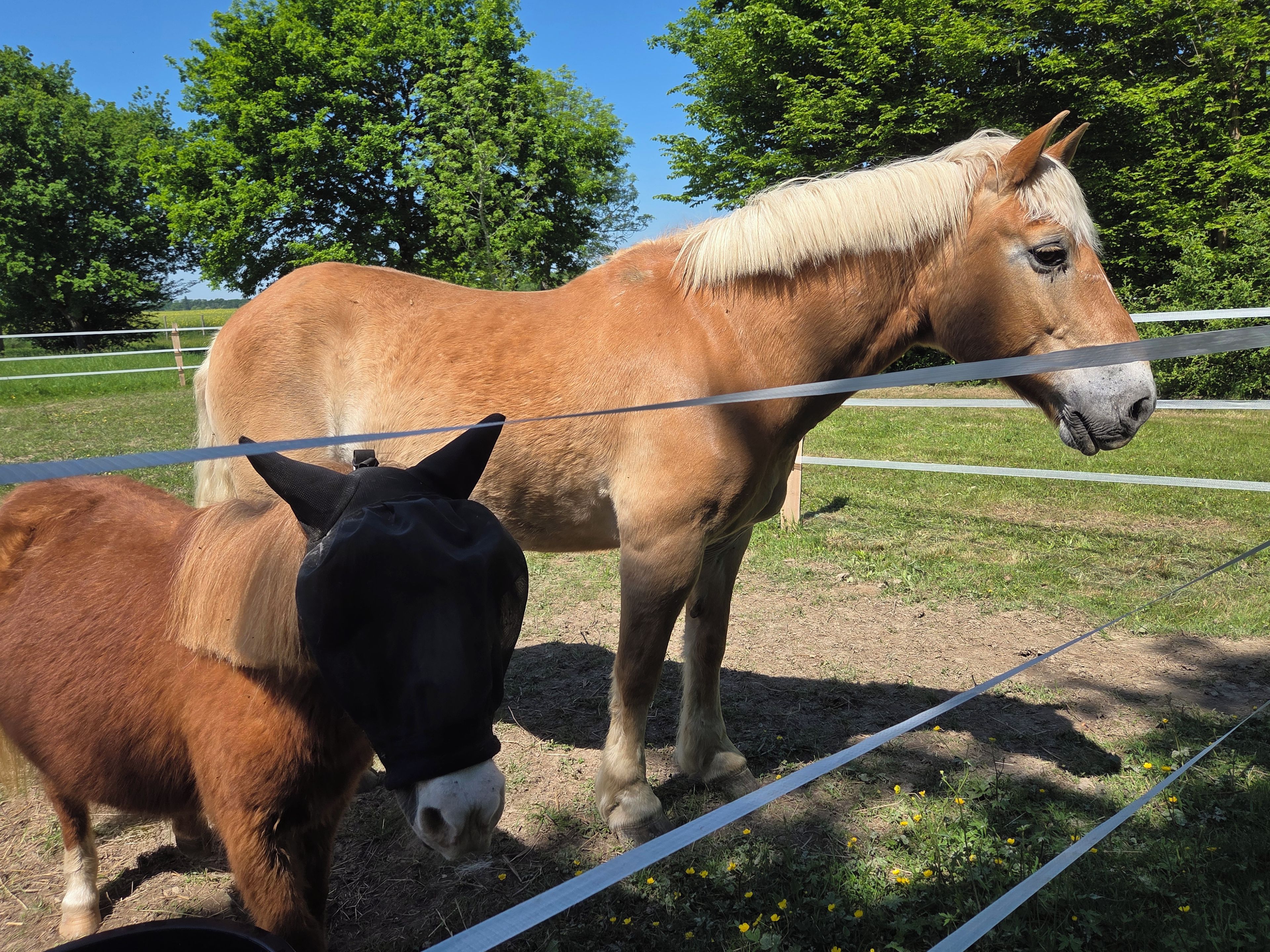 Twee paarden staan in een omheind gebied, met bomen op de achtergrond.