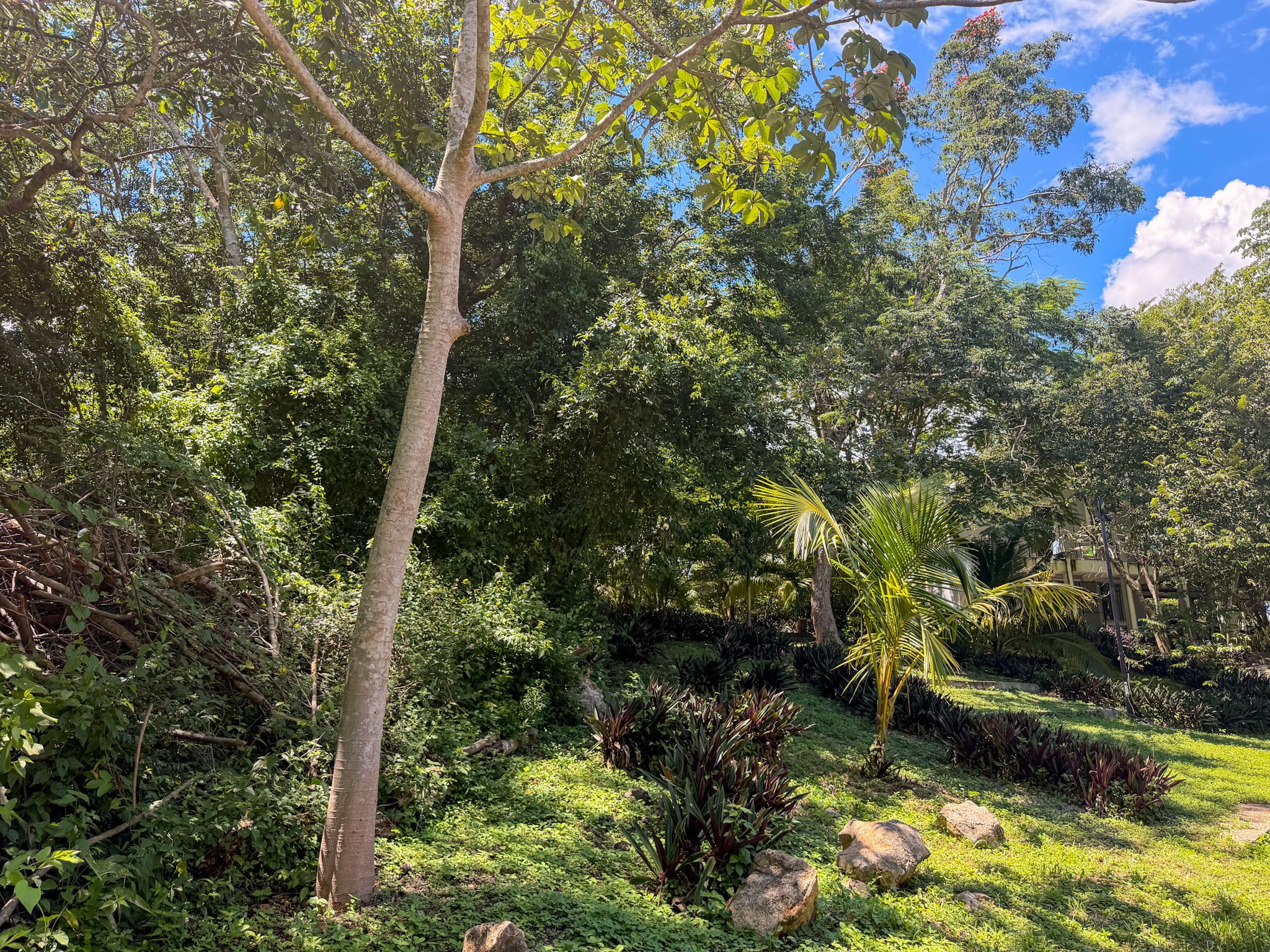 A lush garden with a variety of trees and plants, a clear sky, and a well-maintained lawn.