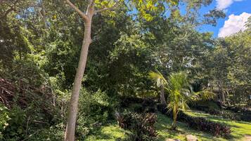 A lush garden with a variety of trees and plants, a clear sky, and a well-maintained lawn.