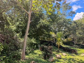 A lush garden with a variety of trees and plants, a clear sky, and a well-maintained lawn.