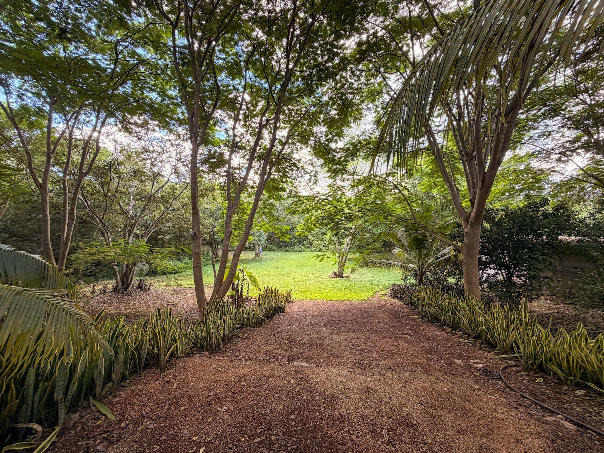 A pathway leading through a garden with trees and plants.